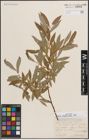 Foto von Salix daphnoides Vill.